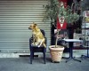 chien assis devant un bureau de tabac