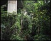 jungle de Hong Kong jungle de Hong Kong