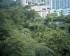 jungle de Hong Kong jungle de Hong Kong