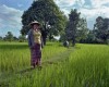 Une femme veille sur son buffle - Vietnam Une femme veille sur son buffle - Vietnam