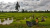 rizières près de vientiane - Laos rizières près de vientiane - Laos