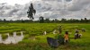 rizières près de vientiane - Laos