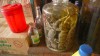 de l'alcool de Gecko, une spécialité du Laos. de l'alcool de Gecko, une spécialité du Laos.