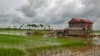 rizieres, Kampong Thom.. cambodge rizieres, Kampong Thom.. cambodge