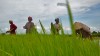 femmes a la riziere, Kampong Thom.. cambodge femmes a la riziere, Kampong Thom.. cambodge