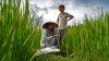 paysanne et son fils a la riziere. Hoi An - My Son. vietnam paysanne et son fils a la riziere. Hoi An - My Son. vietnam