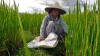 paysanne a la riziere. Hoi An - My Son. vietnam paysanne a la riziere. Hoi An - My Son. vietnam