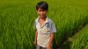 garcon a la riziere. Hoi An - My Son. vietnam garcon a la riziere. Hoi An - My Son. vietnam