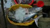 poissons du marche de Hon Gai. vietnam poissons du marche de Hon Gai. vietnam
