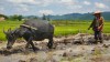  Paysan et buffle. Labourage de la riziere. Quan Lan. vietnam